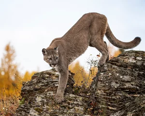 Zelfklevend Fotobehang Mountain Lion Dee Dee Triple D Montana USA © Carol