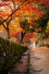 紅葉サンセット