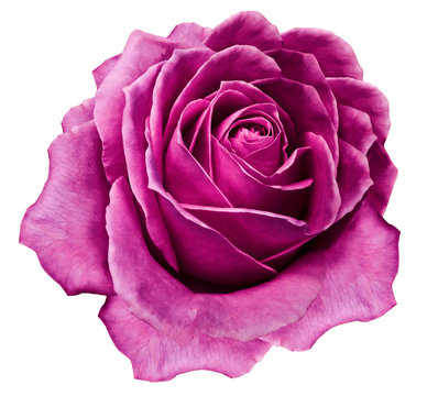 Rose bright pink flower  on white isolated background with clipping path.  no shadows. Closeup. For design. Nature.