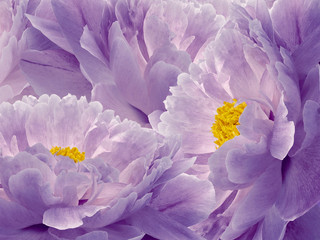 Floral purple and pink background. Flowers and petals of a purple and pink peonies close up. Nature.