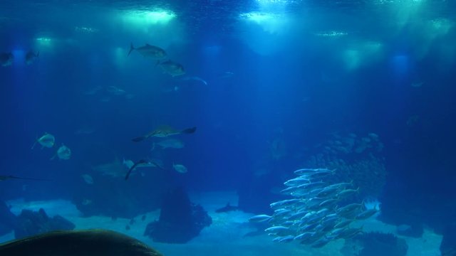 underwater world fish oceanarium aquarium 4k