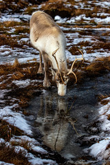 Reindeer of Scotland