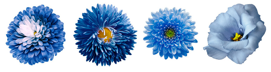 set blue flowers.  Blue chrysanthemum, aster, rose, eustoma  on white backgraund. For design....