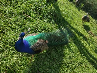 Fototapeta premium peacock in park