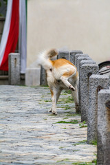 Hund markiert Betonpfosten