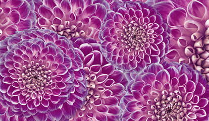 Floral bright pink  background. Flowers  dahlias close-up.  Flowers composition. Nature.