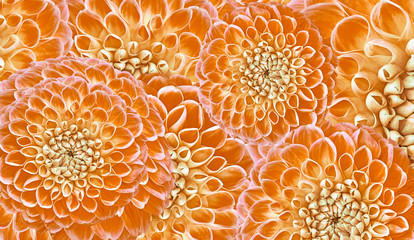 Floral orange -green background. Flowers  dahlias close-up.  Flowers composition. Nature.