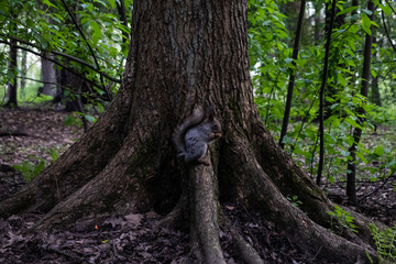 Squirrel