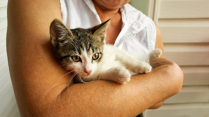 Woman at home holding her lovely fluffy cat. Gray with white color tabby cute kitten with pink...