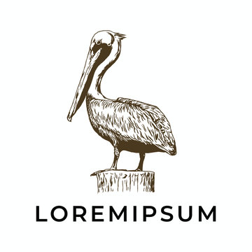 Hand drawn pelican for logo template, vintage, isolated white background.