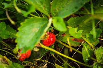 Red ripe strawberry in the garden. Selective focus. Shallow depth of field.
