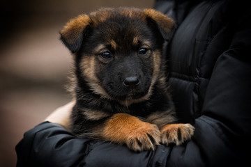 little puppy looking outdoors
