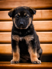 little puppy looking outdoors