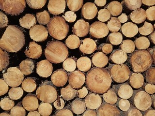Pile de grumes dans la campagne de Kervignac (Bretagne, Morbihan, France)