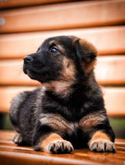 little puppy looking outdoors