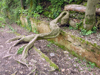 racine serpent