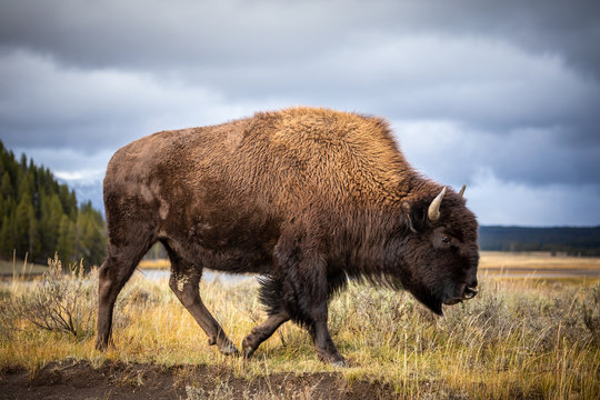 American bison walking and looking for food in Yellowstone National Park.