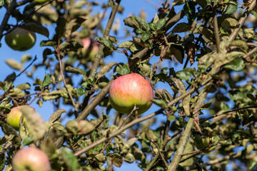 Close-up of ripe red and green apple on a branch of an apple tree in autumn