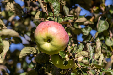 Close-up of ripe red and green apple on a branch of an apple tree in autumn