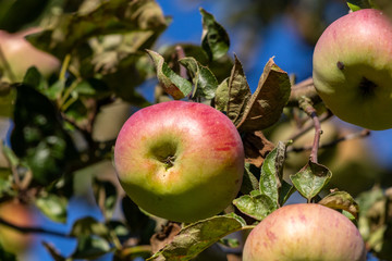 Close-up of ripe red and green apple on a branch of an apple tree in autumn