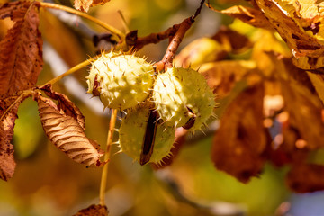 Close-up of ripe horse chestnuts on a tree in autumn