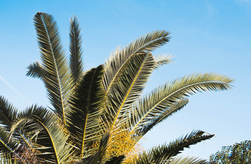 Palm tree leaves in the blue sky