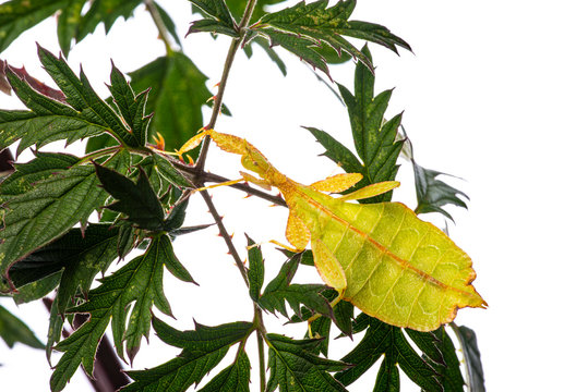 insect - Phyllium bioculatum as known as Leaf insect or walking leave
