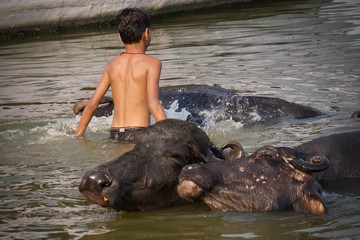 a child washing cows in the river between boats