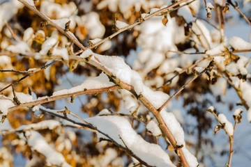 Gorgeous winter view. Snowy trees in winter. Winter day.  Beautiful winter background.