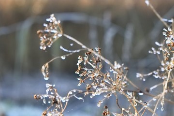 Close up of frost formed on seedheads and leaves on a crisp winter day 