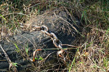 Kette in der Natur