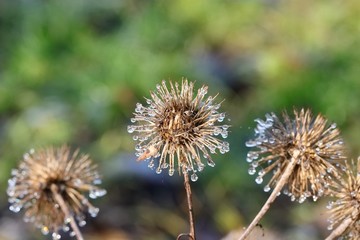 Close up of frost formed on seedheads and leaves on a crisp winter day 