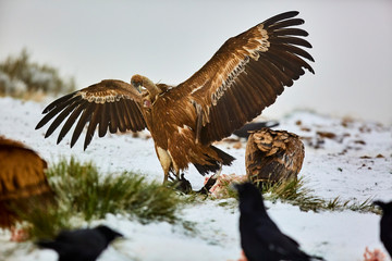 Griffon Vultures (Gyps Fulvus) in Winter Landscape, into the Mountains from spain