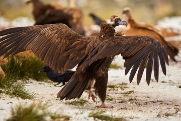 Griffon Vultures (Gyps Fulvus) in Winter Landscape, into the Mountains from spain