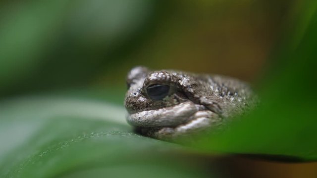 gray tree frog nature 4k