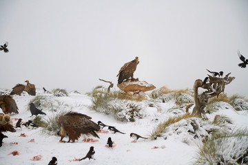 Griffon Vultures (Gyps Fulvus) in Winter Landscape, into the Mountains from spain