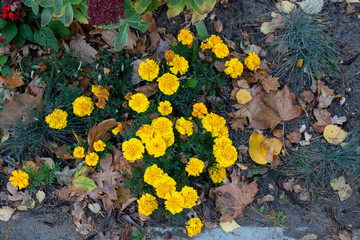 Flower bed with yellow marigolds in a park area on an autumn evening