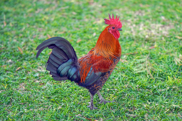 Red rooster close-up on a background of green grass. Rooster walking on the grass in blurred nature green background.