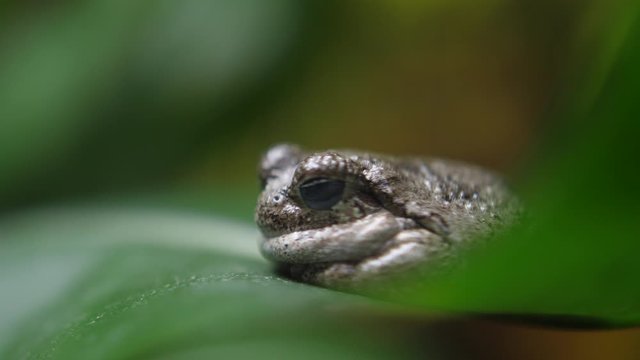 gray tree frog nature 4k