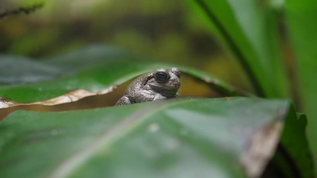 gray tree frog nature 4k