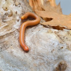 Orthoporus ornatus giant desert millipede in natural forest environment.