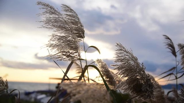 Close up shot of reed and silver grass fluttering on the wind against sunset.