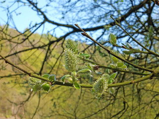 catkins or male flowers of a pussy willow in april in spring woodland with budding leaves