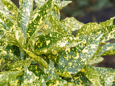 Aucuba japonica cultivar | Beautiful foliage of Japanese aucuba or spotted laurel variegated with green and yellow
