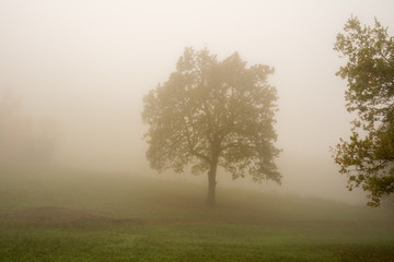 an oak tree left alone in a field in the fog