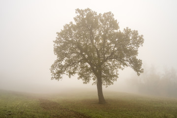 Fototapeta na wymiar an oak tree left alone in a field in the fog