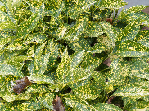 (Aucuba japonica) Foliage of Japanese aucuba or spotted laurel variegated with green and yellow