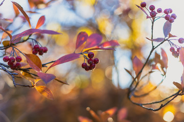 red berries on a branch in autumn