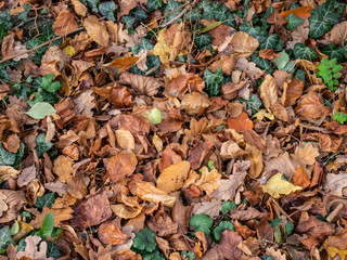 Colorful autumn leaves on the ground