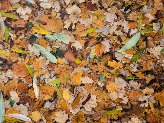 Colorful background of fallen autumn leaves